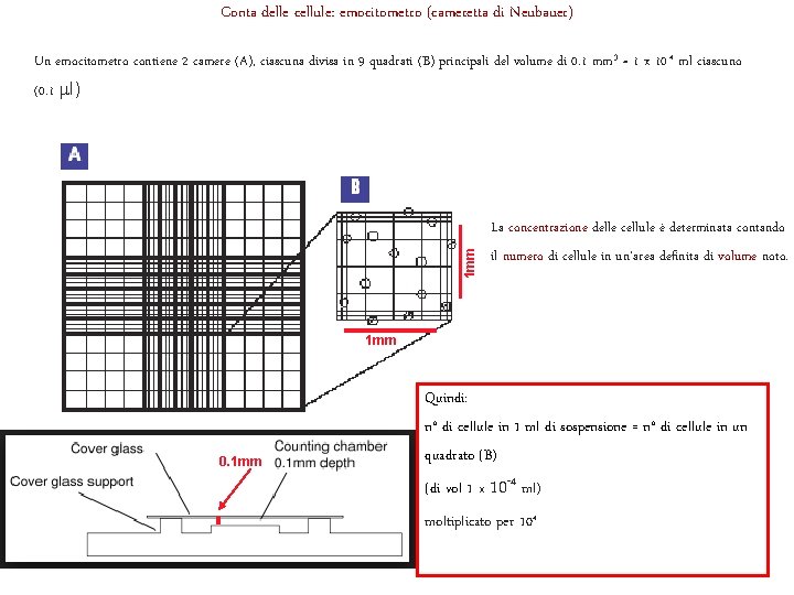 Conta delle cellule: emocitometro (cameretta di Neubauer) Un emocitometro contiene 2 camere (A), ciascuna
