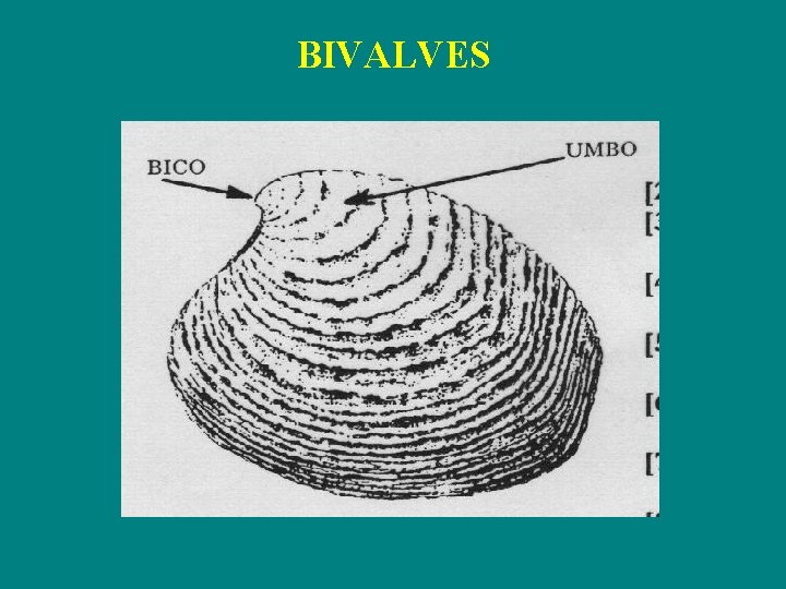 BIVALVES 