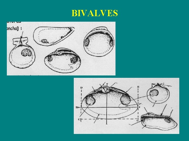 BIVALVES 