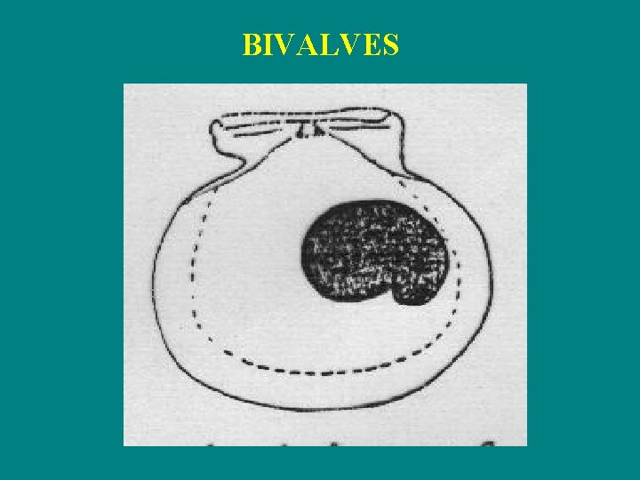 BIVALVES 