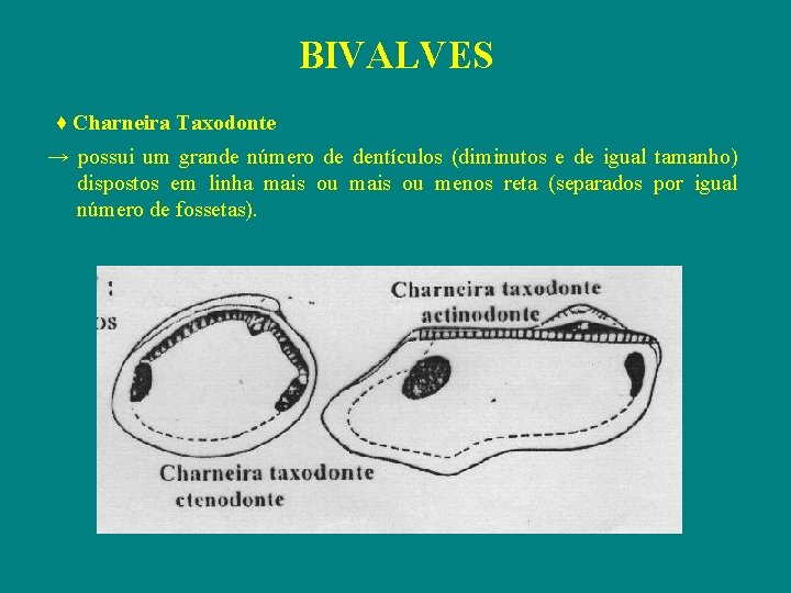 BIVALVES ♦ Charneira Taxodonte → possui um grande número de dentículos (diminutos e de