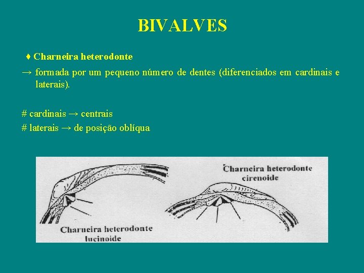 BIVALVES ♦ Charneira heterodonte → formada por um pequeno número de dentes (diferenciados em