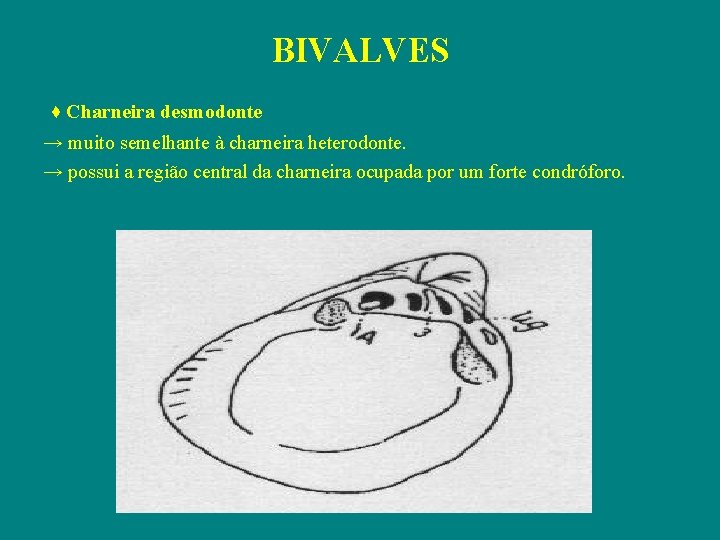 BIVALVES ♦ Charneira desmodonte → muito semelhante à charneira heterodonte. → possui a região