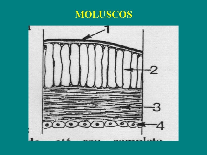 MOLUSCOS 