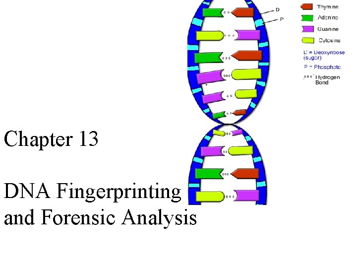 Chapter 13 DNA Fingerprinting and Forensic Analysis 