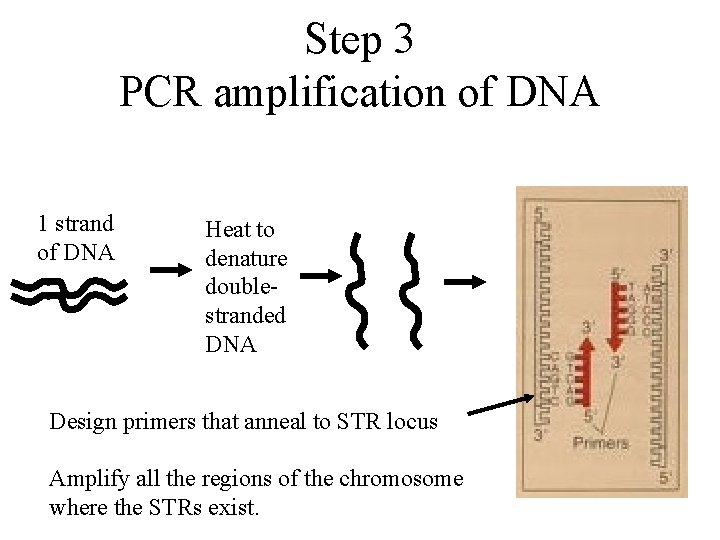 Step 3 PCR amplification of DNA 1 strand of DNA Heat to denature doublestranded