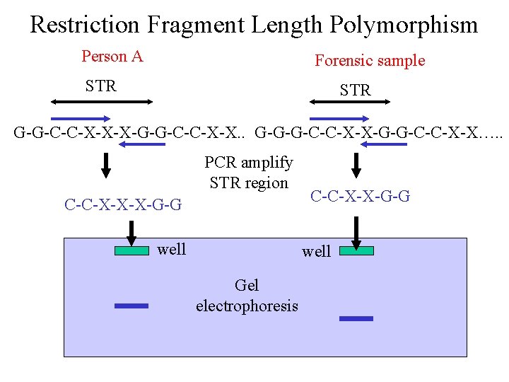 Restriction Fragment Length Polymorphism Person A Forensic sample STR G-G-C-C-X-X-X-G-G-C-C-X-X. . G-G-G-C-C-X-X…. . PCR