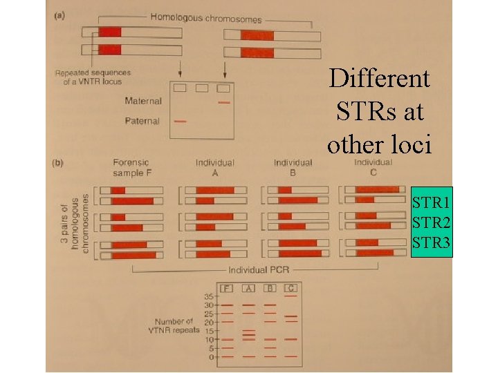 Different STRs at other loci STR 1 STR 2 STR 3 