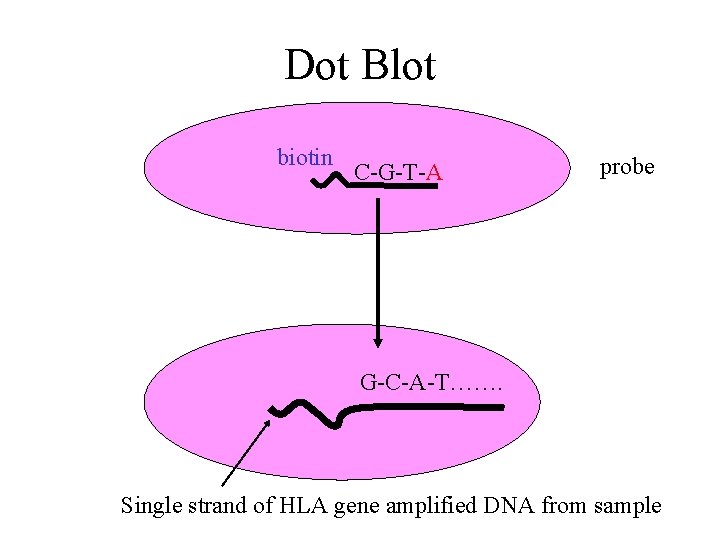 Dot Blot biotin C-G-T-A probe G-C-A-T……. Single strand of HLA gene amplified DNA from