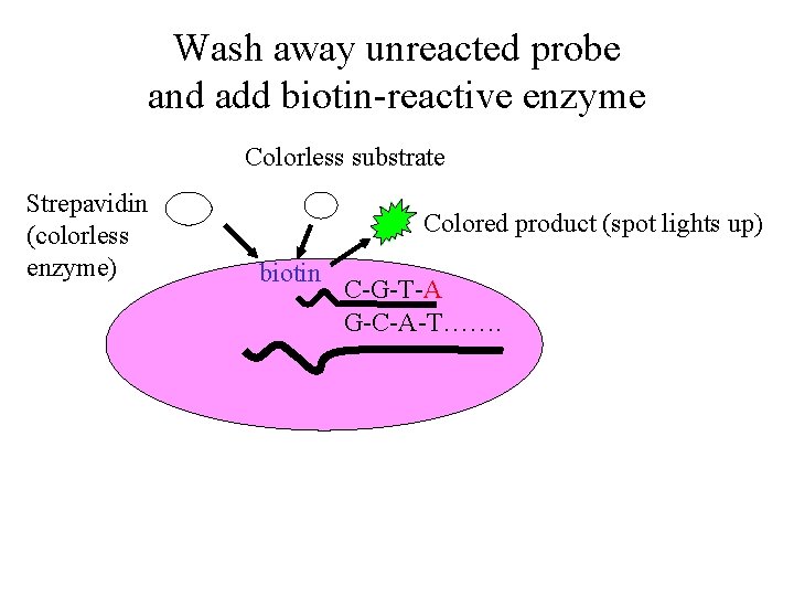 Wash away unreacted probe and add biotin-reactive enzyme Colorless substrate Strepavidin (colorless enzyme) Colored