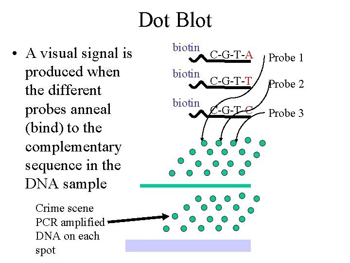 Dot Blot • A visual signal is produced when the different probes anneal (bind)