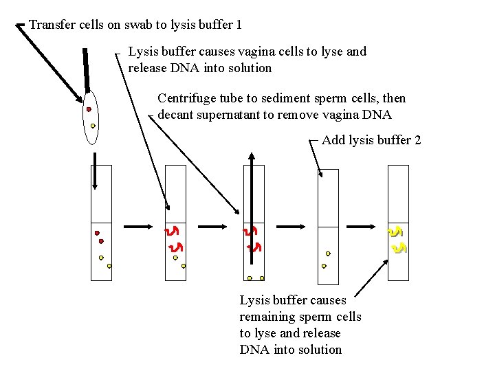 Transfer cells on swab to lysis buffer 1 Lysis buffer causes vagina cells to