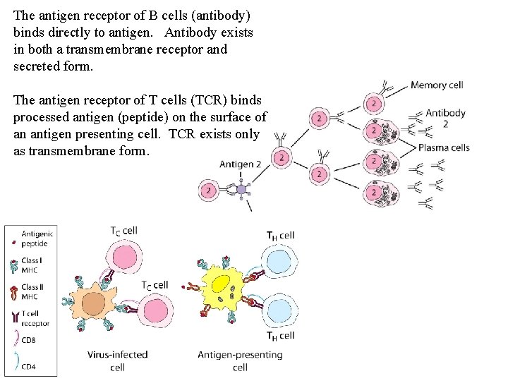 The antigen receptor of B cells (antibody) binds directly to antigen. Antibody exists in The antigen receptor of B cells (antibody) binds directly to antigen. Antibody exists in