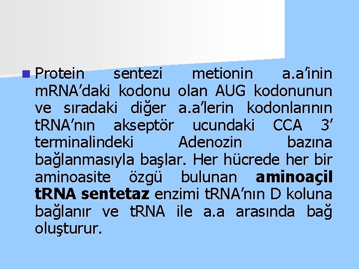 n Protein sentezi metionin a. a’inin m. RNA’daki kodonu olan AUG kodonunun ve sıradaki