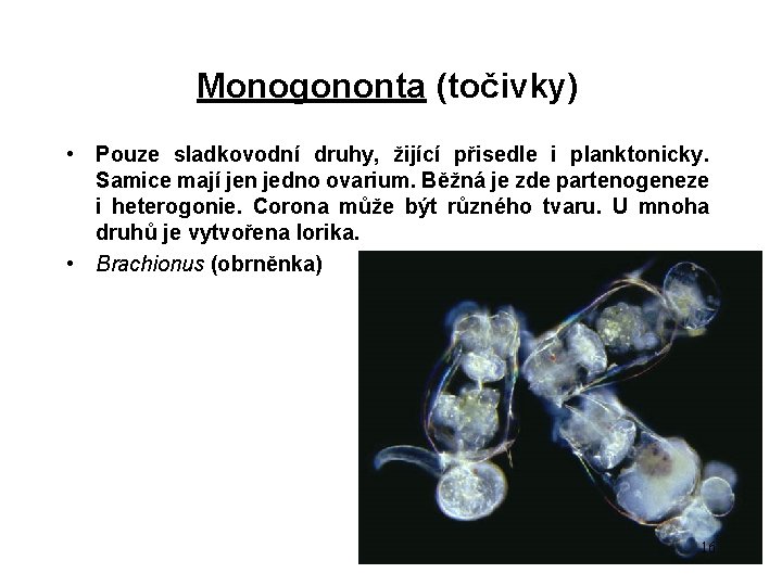 Monogononta (točivky) • Pouze sladkovodní druhy, žijící přisedle i planktonicky. Samice mají jen jedno