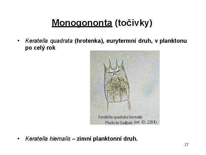 Monogononta (točivky) • Keratella quadrata (hrotenka), eurytermní druh, v planktonu po celý rok •