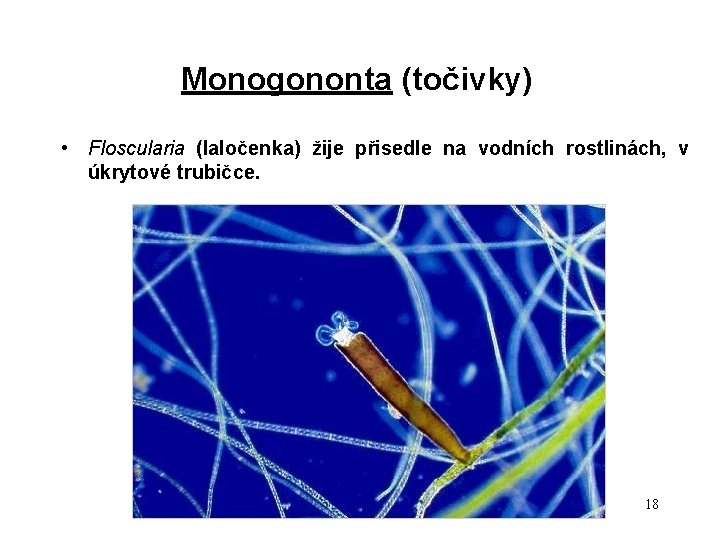 Monogononta (točivky) • Floscularia (laločenka) žije přisedle na vodních rostlinách, v úkrytové trubičce. 18