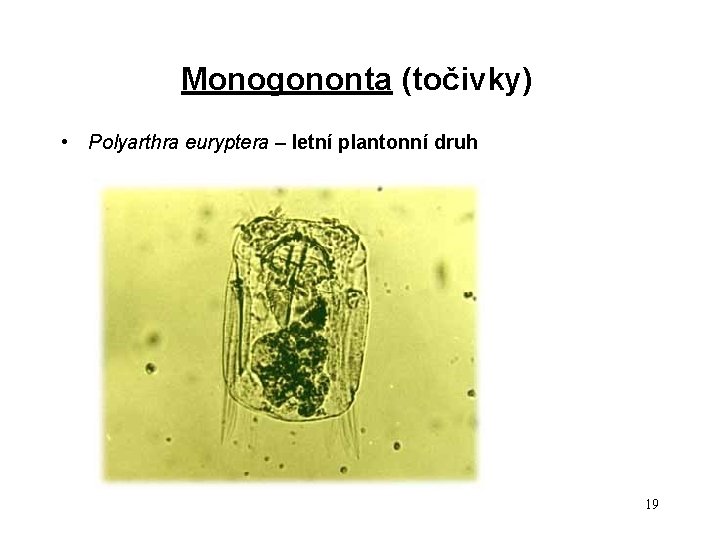 Monogononta (točivky) • Polyarthra euryptera – letní plantonní druh 19 