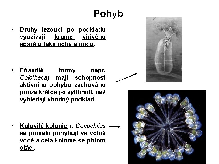 Pohyb • Druhy lezoucí po podkladu využívají kromě vířivého aparátu také nohy a prstů.