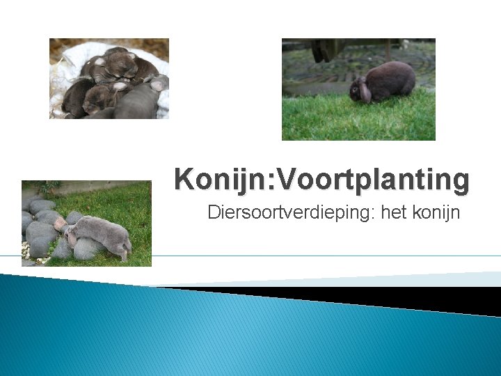 Konijn: Voortplanting Diersoortverdieping: het konijn 