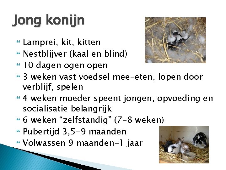 Jong konijn Lamprei, kitten Nestblijver (kaal en blind) 10 dagen open 3 weken vast