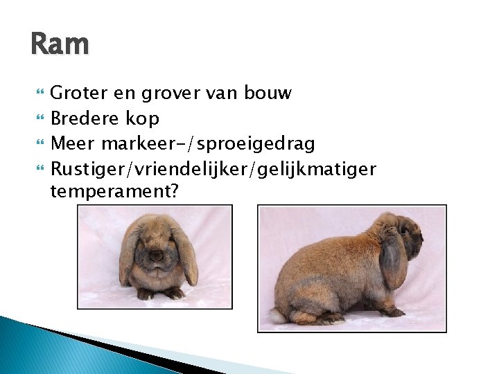 Ram Groter en grover van bouw Bredere kop Meer markeer-/sproeigedrag Rustiger/vriendelijker/gelijkmatiger temperament? 