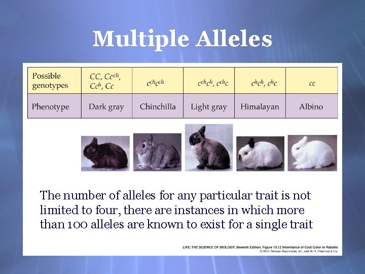 Multiple Alleles The number of alleles for any particular trait is not limited to