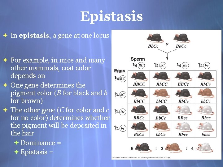 Epistasis In epistasis, a gene at one locus For example, in mice and many