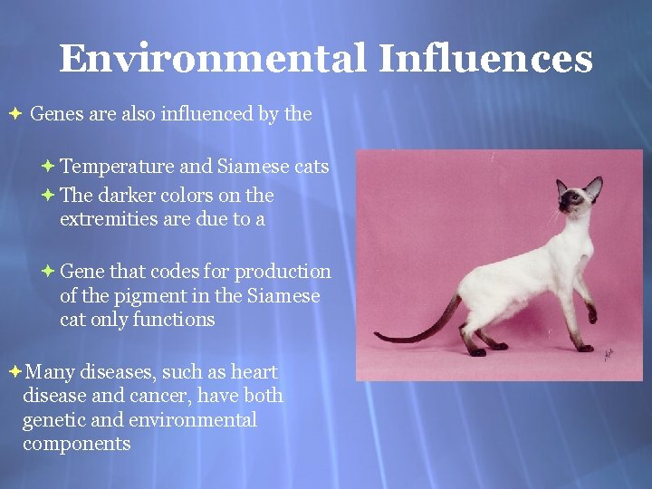 Environmental Influences Genes are also influenced by the Temperature and Siamese cats The darker