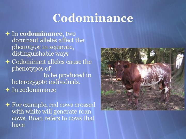 Codominance In codominance, two dominant alleles affect the phenotype in separate, distinguishable ways Codominant