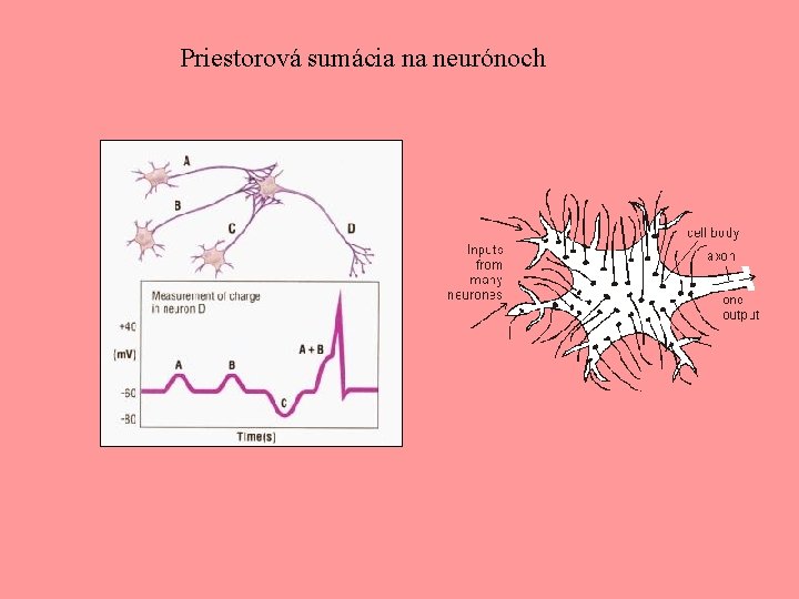 Priestorová sumácia na neurónoch 