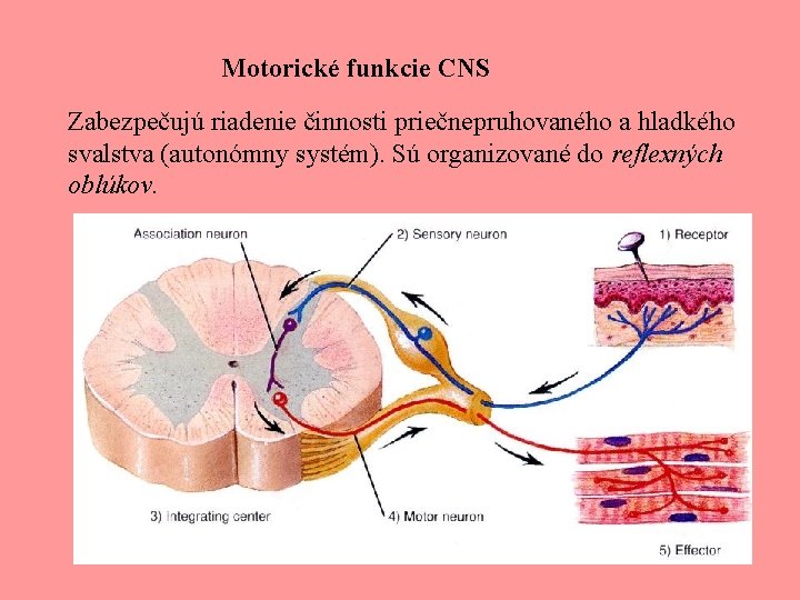 Motorické funkcie CNS Zabezpečujú riadenie činnosti priečnepruhovaného a hladkého svalstva (autonómny systém). Sú organizované