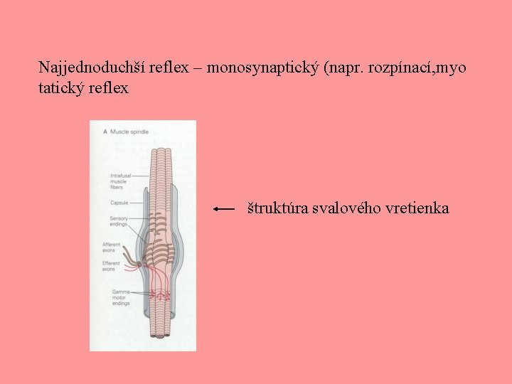 Najjednoduchší reflex – monosynaptický (napr. rozpínací, myo tatický reflex štruktúra svalového vretienka 
