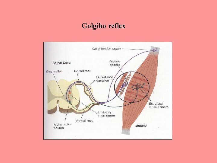 Golgiho reflex 