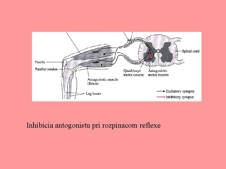 Inhibícia antogonistu pri rozpínacom reflexe 