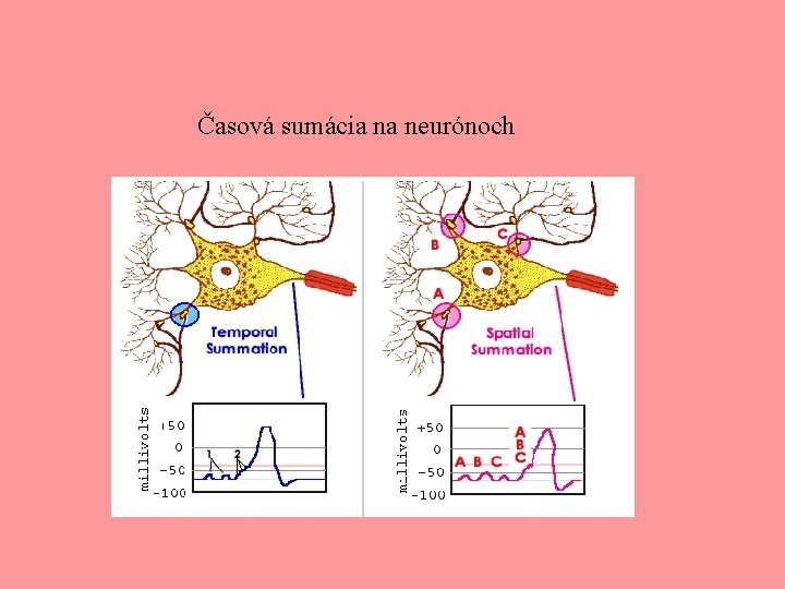 Časová sumácia na neurónoch 