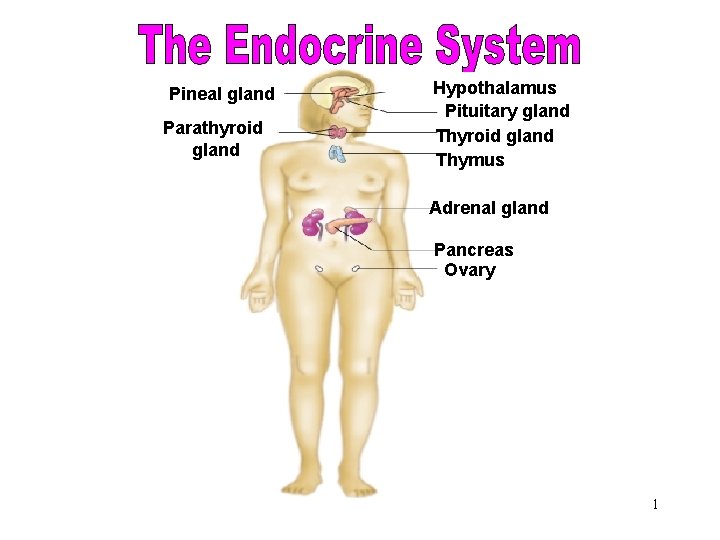 The Endocrine System Pineal gland Parathyroid gland Hypothalamus Pituitary gland Thyroid gland Thymus Adrenal