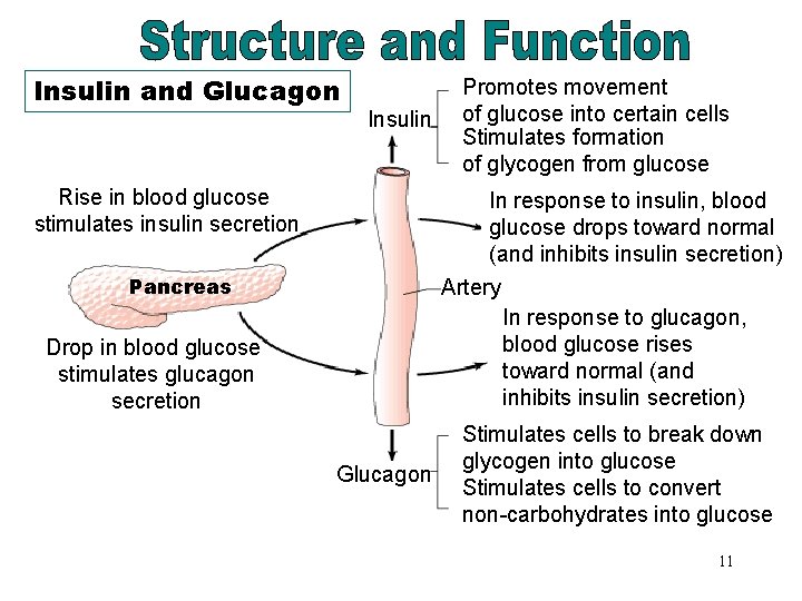 Structure and Function, Promotes movement Insulin of glucose into certain cells Stimulates formation Continued