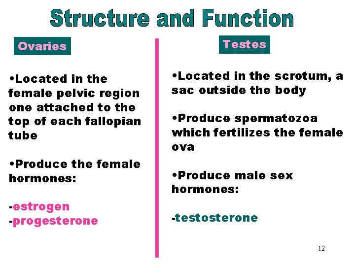 Ovaries Testes Ovaries and Testes • Located in the female pelvic region one attached