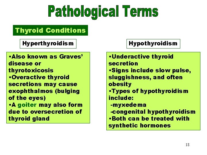 Thyroid Conditions Hyperthyroidism • Also known as Graves’ disease or thyrotoxicosis • Overactive thyroid