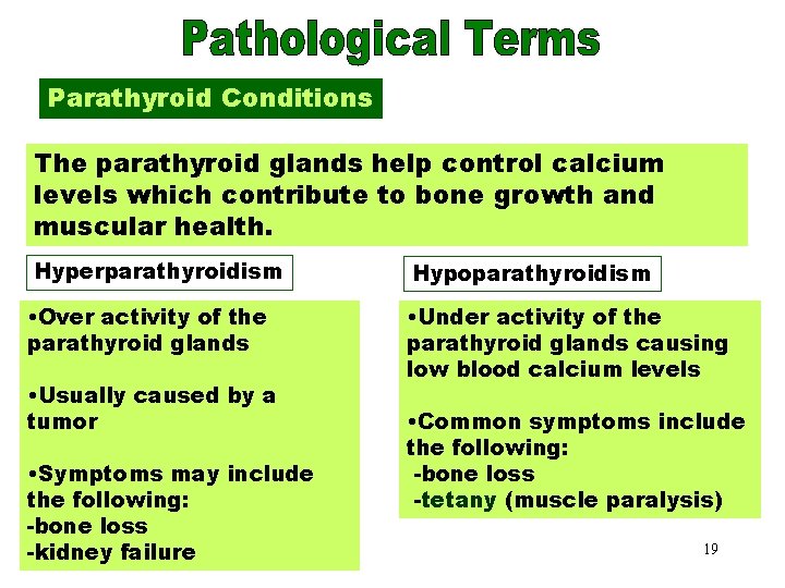 Parathyroid Conditions The parathyroid glands help control calcium levels which contribute to bone growth