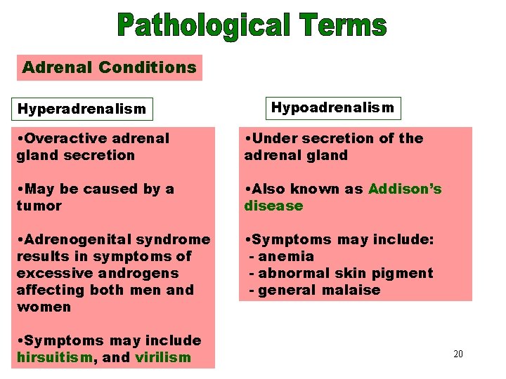 Adrenal Conditions Hyperadrenalism Hypoadrenalism • Overactive adrenal gland secretion • Under secretion of the