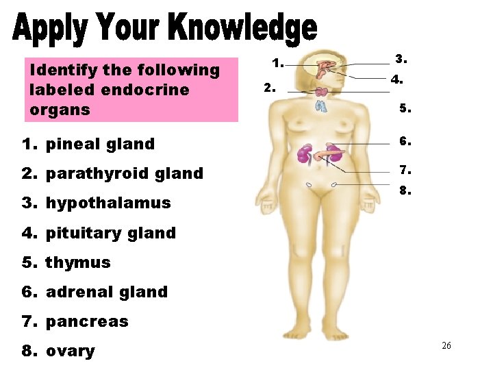 Apply Your Knowledge 4. Identify the following labeled endocrine organs 1. 2. 3. Hypothalamus
