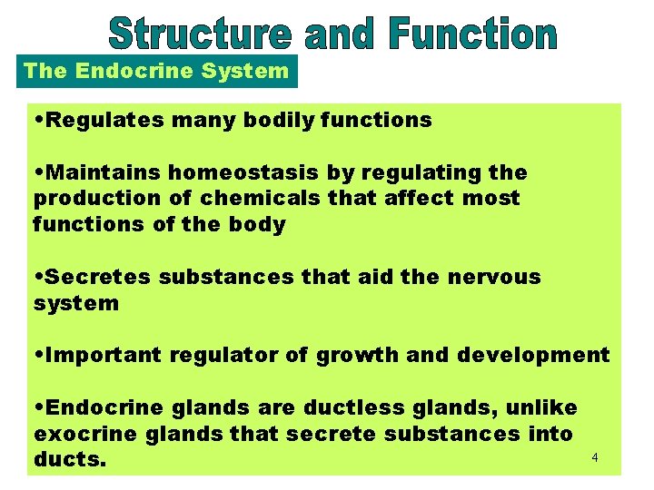 The Endocrine System Structure and Function • Regulates many bodily functions • Maintains homeostasis