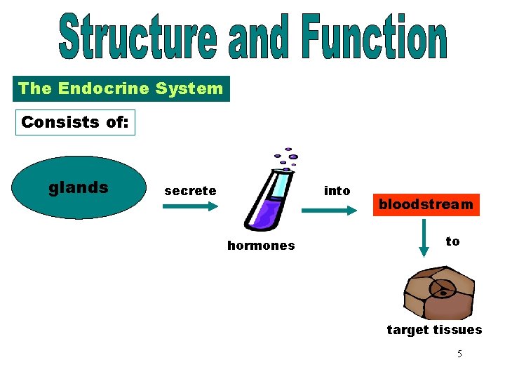 Glands The Endocrine System Consists of: glands secrete into hormones bloodstream to target tissues