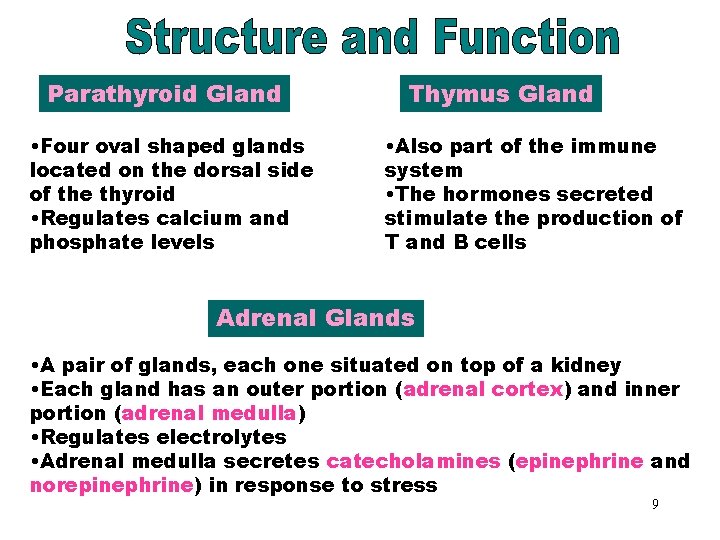 Thymus Gland Parathyroid Gland • Four oval shaped glands located on the dorsal side