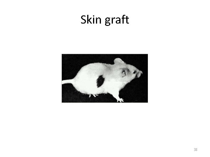 Skin graft 38 