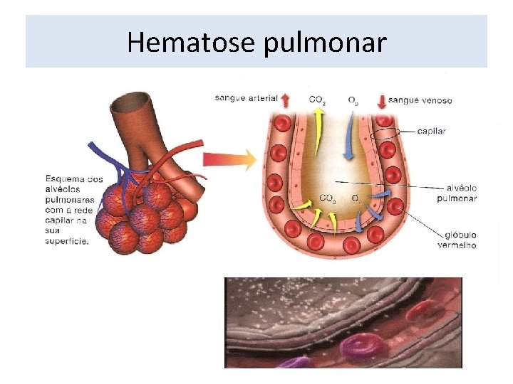 Hematose pulmonar 