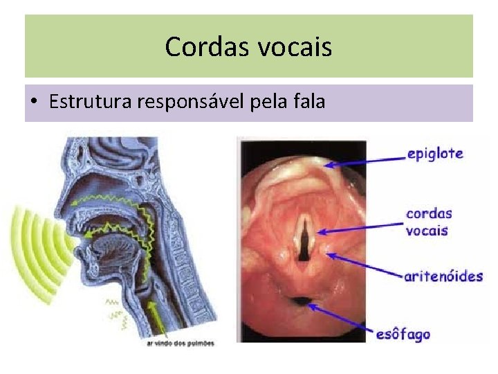 Cordas vocais • Estrutura responsável pela fala 