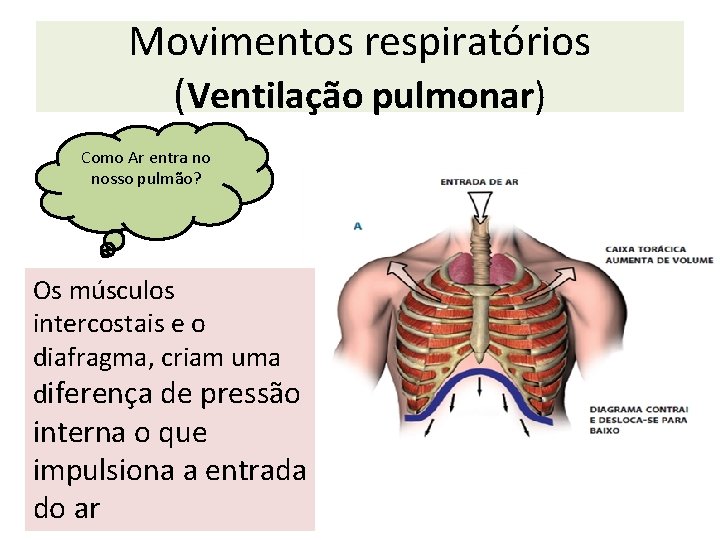 Movimentos respiratórios (Ventilação pulmonar) Como Ar entra no nosso pulmão? Os músculos intercostais e